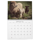 Babydoll Southdown Schaap 2025 Kalender (Feb 2027)
