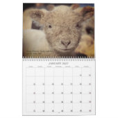 Babydoll Southdown Schaap 2025 Kalender (Jan 2027)