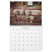 Babydoll Southdown Schaap 2025 Kalender (Mar 2026)