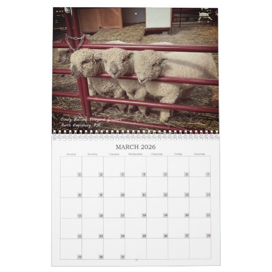 Babydoll Southdown Schaap 2025 Kalender (Mar 2026)