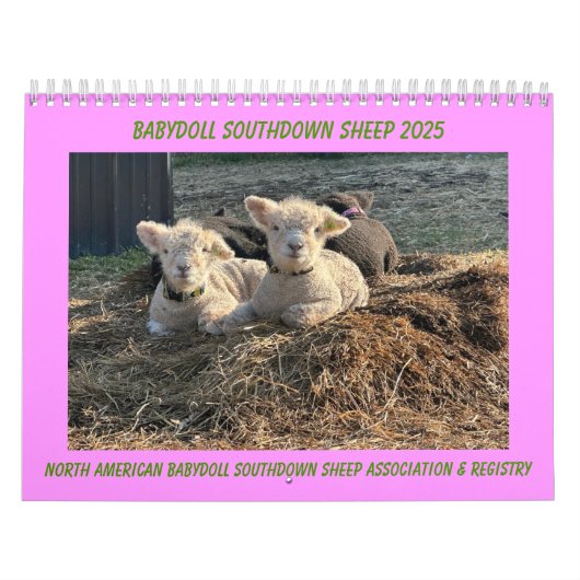 Babydoll Southdown Schaap 2025 Kalender (Hoes)