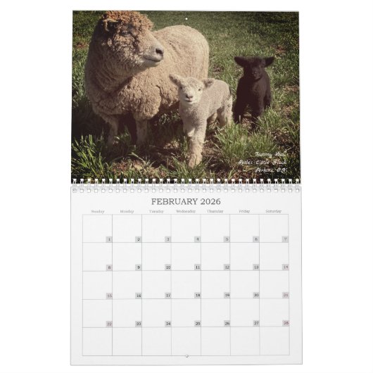 Babydoll Southdown Schaap 2025 Kalender (Feb 2026)