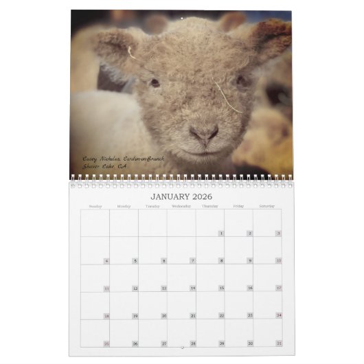 Babydoll Southdown Schaap 2025 Kalender (Jan 2026)