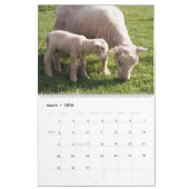 Babydoll Southdown Schapenkalender Kalender (Mar 2026)