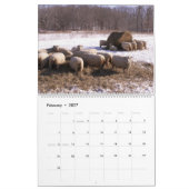 Babydoll Southdown Schapenkalender Kalender (Feb 2027)