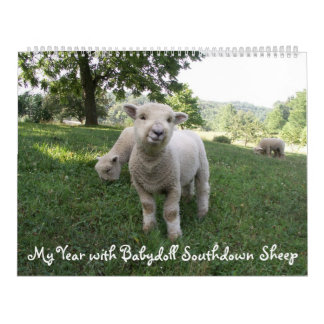 Babydoll Southdown Schapenkalender Kalender