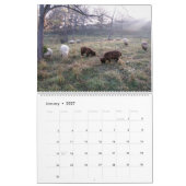 Babydoll Southdown Schapenkalender Kalender (Jan 2027)