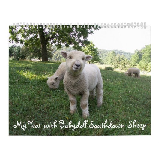 Babydoll Southdown Schapenkalender Kalender (Hoes)