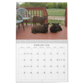 Babydoll Southdown Sheep 2012 NABSSAR-kalender Kalender (Feb 2026)
