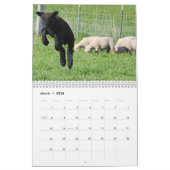 Babydoll Southdown Sheep 2013 NABSSAR-kalender Kalender (Mar 2026)
