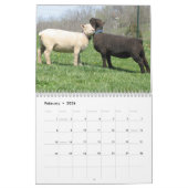 Babydoll Southdown Sheep 2013 NABSSAR-kalender Kalender (Feb 2026)