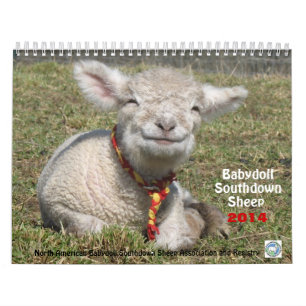 Babydoll Southdown Sheep 2014 NABSSAR-kalender Kalender
