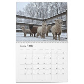 Babydoll Southdown Sheep 2014 NABSSAR-kalender Kalender (Jan 2026)