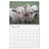 Babydoll Southdown Sheep 2015 NABSSAR Calendar Kalender (Feb 2027)