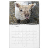 Babydoll Southdown Sheep 2015 NABSSAR Calendar Kalender (Mar 2027)