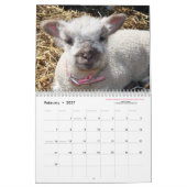 Babydoll Southdown Sheep 2016 NABSSAR Calendar Kalender (Feb 2027)