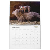 Babydoll Southdown Sheep 2016 NABSSAR Calendar Kalender (Jan 2027)