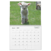 Babydoll Southdown Sheep 2016 NABSSAR Calendar Kalender (Mar 2027)