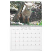 Babydoll Southdown Sheep 2017 NABSSAR Calendar Kalender (Feb 2026)