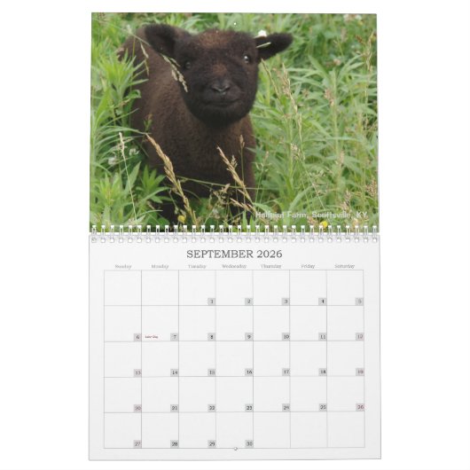 Babydoll Southdown Sheep 2017 NABSSAR Calendar Kalender (Sep 2026)