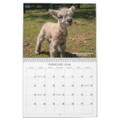 Babydoll Southdown Sheep 2019 NABSSAR Calendar Kalender (Feb 2026)