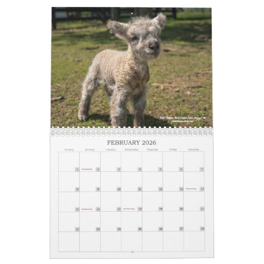 Babydoll Southdown Sheep 2019 NABSSAR Calendar Kalender (Feb 2026)