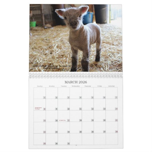 Babydoll Southdown Sheep 2019 NABSSAR Calendar Kalender (Mar 2026)