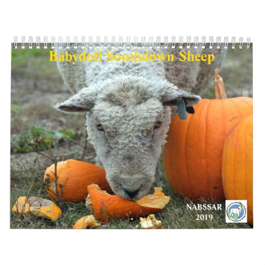 Babydoll Southdown Sheep 2019 NABSSAR Calendar Kalender (Hoes)
