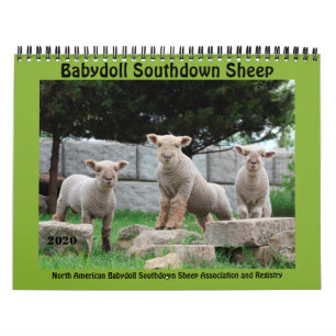 Babydoll Southdown Sheep 2020 NABSSAR Calendar Kalender