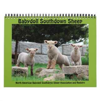 Babydoll Southdown Sheep 2020 NABSSAR Calendar Kalender