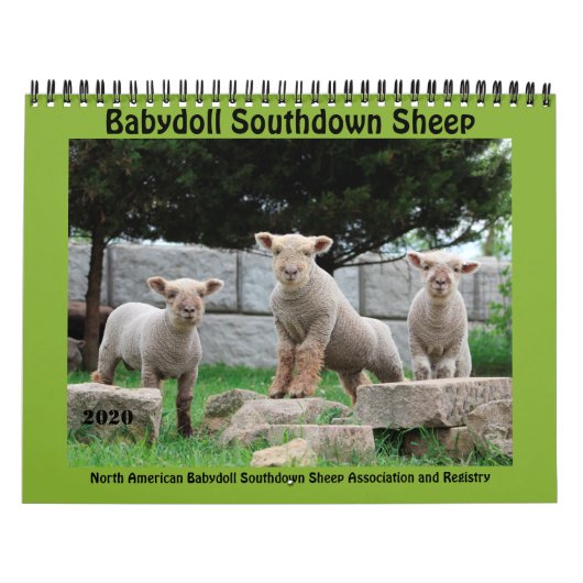 Babydoll Southdown Sheep 2020 NABSSAR Calendar Kalender (Hoes)
