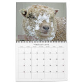 Babydoll Southdown Sheep 2020 NABSSAR Calendar Kalender (Feb 2026)