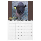 Babydoll Southdown Sheep 2020 NABSSAR Calendar Kalender (Mar 2026)