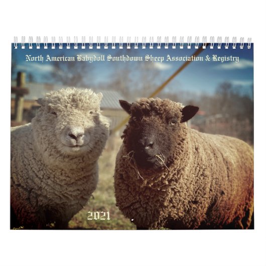 Babydoll Southdown Sheep 2021 NABSSAR Calendar Kalender (Hoes)