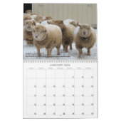 Babydoll Southdown Sheep 2021 NABSSAR Calendar Kalender (Jan 2026)