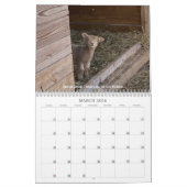 Babydoll Southdown Sheep 2022 NABSSAR Calendar Kalender (Mar 2026)