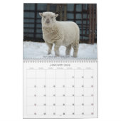 Babydoll Southdown Sheep 2022 NABSSAR Calendar Kalender (Jan 2026)