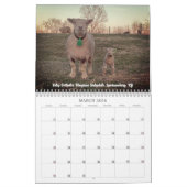 Babydoll Southdown Sheep 2023 NABSSAR Calendar Kalender (Mar 2026)
