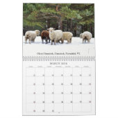 Babydoll Southdown Sheep 2026 NABSSAR Calendar Kalender (Mar 2026)