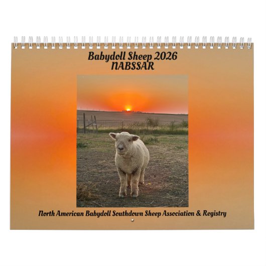 Babydoll Southdown Sheep 2026 NABSSAR Calendar Kalender (Hoes)