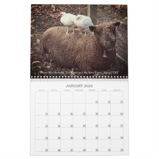 Babydoll Southdown Sheep 2026 NABSSAR Calendar Kalender (Jan 2026)