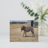 Babydonkey foal briefkaart (Staand voorkant)
