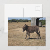 Babydonkey foal briefkaart (Voorkant / Achterkant)