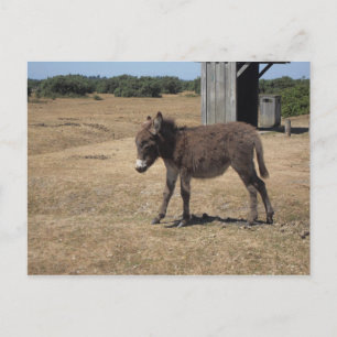 Babydonkey foal briefkaart