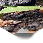 BabyGrey Poster (Hoek)