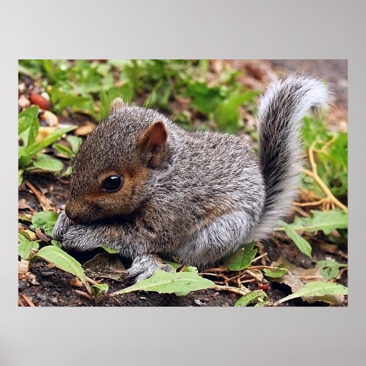 BabyGrey Poster (Voorkant)