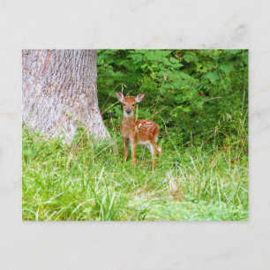 Babyhert in het bos natuurfotografie briefkaart