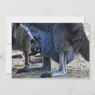 Babykangoeroe in moeders buidel - Australië Kaart