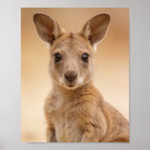 Babykangoeroe Portret – Mooie Dieren Muurdecoratie