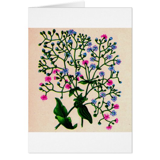 baby's adem gypsophila (Voorkant)